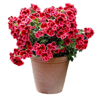 海蒂的花园天竺葵花苗盆栽重瓣四季垂吊直立大花飞溅花卉植物室内