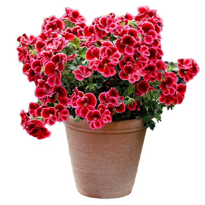 海蒂的花园天竺葵植物阳台四季