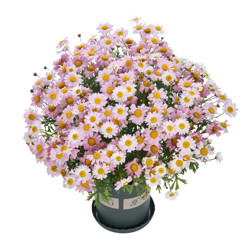 玛格丽特草本花卉阳台庭院四季