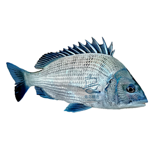 黑翅鱼腊鱼黑鲷鱼鲜活新鲜黑立海钓东山岛海鲜宝宝辅食海鱼可代杀