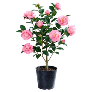 茶花树苗四季树苗香妃盆栽五色赤丹茶开花克瑞墨大牡丹老桩