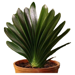 君子兰盆栽 叶君子兰圆头和尚君子兰圆头和尚 君子兰国宝级君子兰