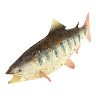 儿童玩具仿真海洋动物模型大马哈鱼鲑鱼三文鱼小摆件宝宝科教认知