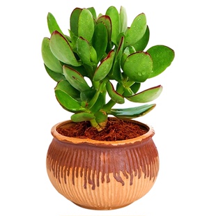 多肉植物玉树小盆栽老桩带花卉金枝玉叶大颗姬红花月吸财树好养活