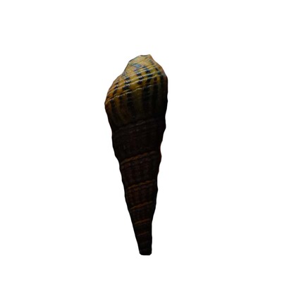 包邮马来螺活体观赏残渣清底