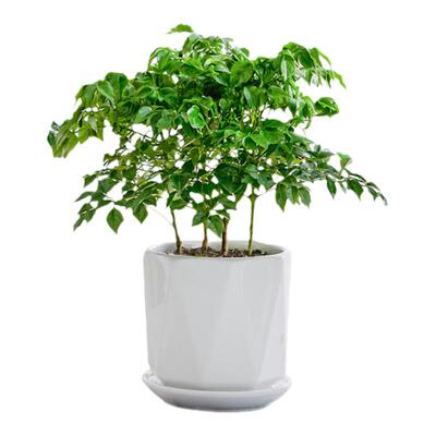 幸福树盆栽桌面绿植植物四季常青办公室内好养花卉净化空气吸甲醛