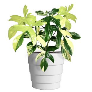 美莳热植专用花盆秋海棠彩叶芋萨利安海芋白色青山透气塑料控根盆