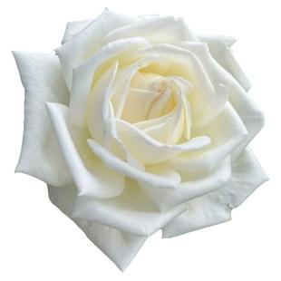 珍妮莫罗浓香月季花大苗白色特大花玫瑰盆栽阳台庭院花卉植物勤花