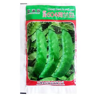软荚604荷兰豆种子红花软荚荷兰豆豌豆高产菜豆种籽秋季冬季蔬菜