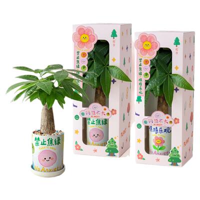 发财树小盆栽办公桌解压治愈植物