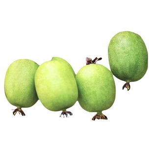 软枣猕猴桃树果苗树苗虹越南方北方地栽盆栽库库瓦挂果率高