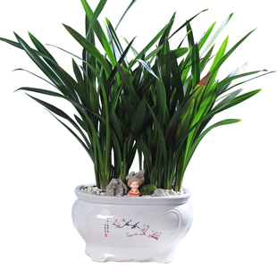 兰花盆栽墨兰高贵品种绿植物花卉室内办公室客厅茶室开业盆景