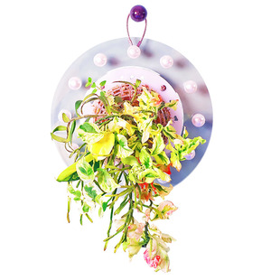 [圆球挂板]板植球兰蝴蝶兰种植板自吸水亚克力鹿角蕨挂板植物上墙