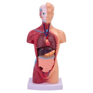 人体器官结构解剖模型儿童全身内脏大脑心脏躯干模特教学拆卸拼图