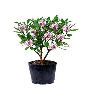 金边瑞香盆栽室内外盆栽秋冬花卉带香耐寒植物瑞香花植物苗