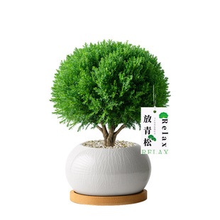 放青松绿植雾松植物小盆栽盆景摆件办公室内桌面净化空气四季常青