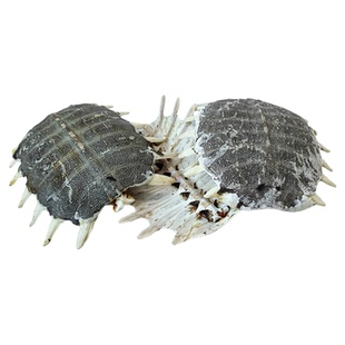 鳖甲1个包邮整个生鳖甲甲鱼壳做鳖甲艾草灸中药店铺大全