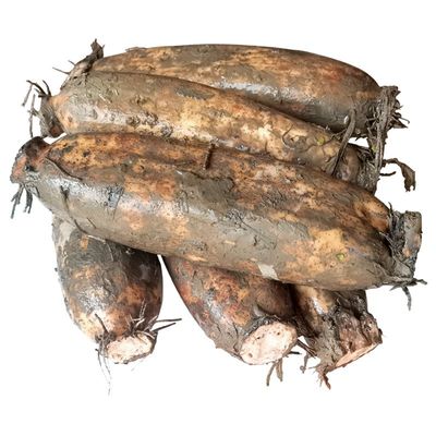 洪湖真空粉藕新鲜煲汤粉糯现挖深水煲汤藕精品洪湖莲藕顺丰