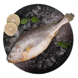 三都港黄花鱼宁德大黄花鱼无公害纯天然海鲜新鲜水产1斤装包邮