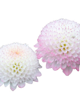 足摺野路菊-观叶/花常绿耐寒菊花