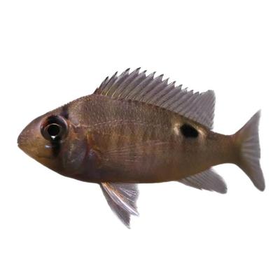 南美食土鲷鱼长尾圣塔伦月亮宝石