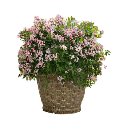 花园庭院花卉溲疏草莓田雪樱花