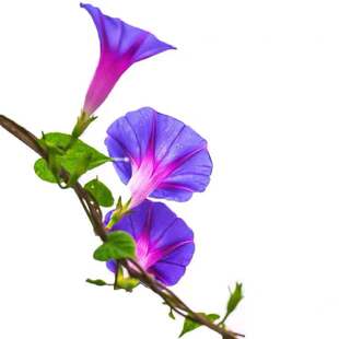 牵牛花种孑四季播种花种籽子阳台庭院易活爬藤花卉盆栽喇叭花种子