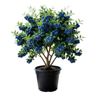 带果蓝莓树果苗盆栽特大号南北方种植小苗花香蓝莓苔藓苗兰梅树苗