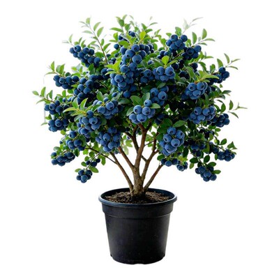 24h顺丰速发-全国可种植蓝莓树苗
