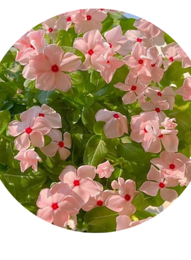 长春花种籽子四季开花易活花籽