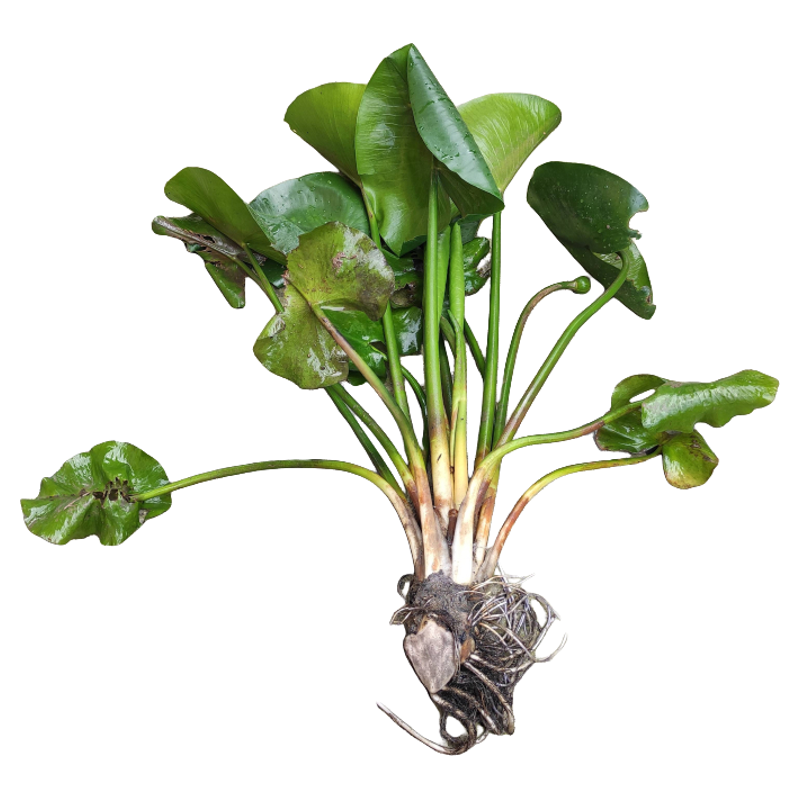 萍蓬草种茎池种水生花卉植物圆叶黄金莲净化水质睡莲根水景缸盆栽