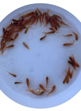 红鲤鱼苗淡水养殖食用观赏好养
