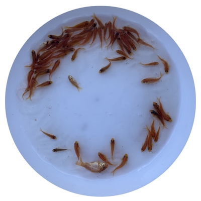 红鲤鱼苗淡水养殖食用观赏好养