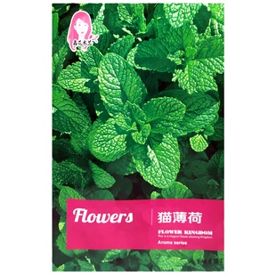 薄荷种子盆栽室内薄荷苗四季猫薄荷种孑柠檬留兰香食用薄荷籽阳台