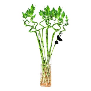 水培植物富贵竹转运竹室内客厅办公桌绿植盆栽文昌竹龙竹好养客厅