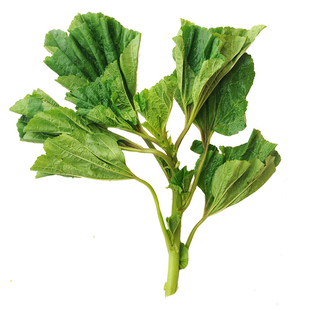 冬寒菜种子苗冬苋菜种籽孑糯米高钙菜青菜适合冬季种的菜大全菜种