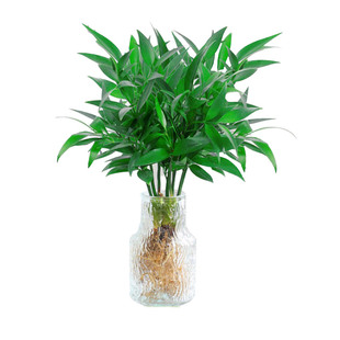 驱蚊竹柏水培植物室内盆栽水养绿植办公桌面四季驱蚊草大苗好养活