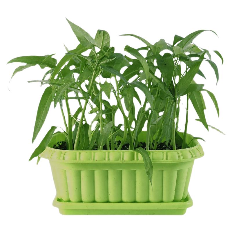 柳叶空心菜种子四季播青菜种籽蔬菜种孑蕹菜阳台盆栽春季秋季菜籽