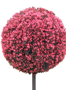 垂吊花球/吊兰园艺全球/悬挂种植球/花树吊球/黑色景观球/球形架
