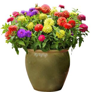 百日草花籽混色七彩百日菊花种子四季种开花易活室外盆栽花种籽子