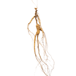 林下参长白山人参东北18年林下参泡酒老山参微残3.48元每克超实惠