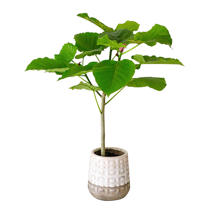 爱心榕植物盆栽室内落地大绿植