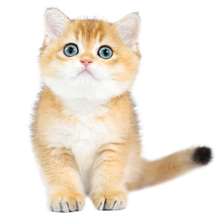 猫舍纯种曼基康矮脚猫英短金渐层幼猫活体宠物猫咪活物短毛短腿猫