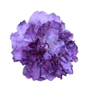 原生重瓣蓝莓冰沙木槿花苗室外盆栽花卉植物蓝色木槿耐寒抗旱丰花