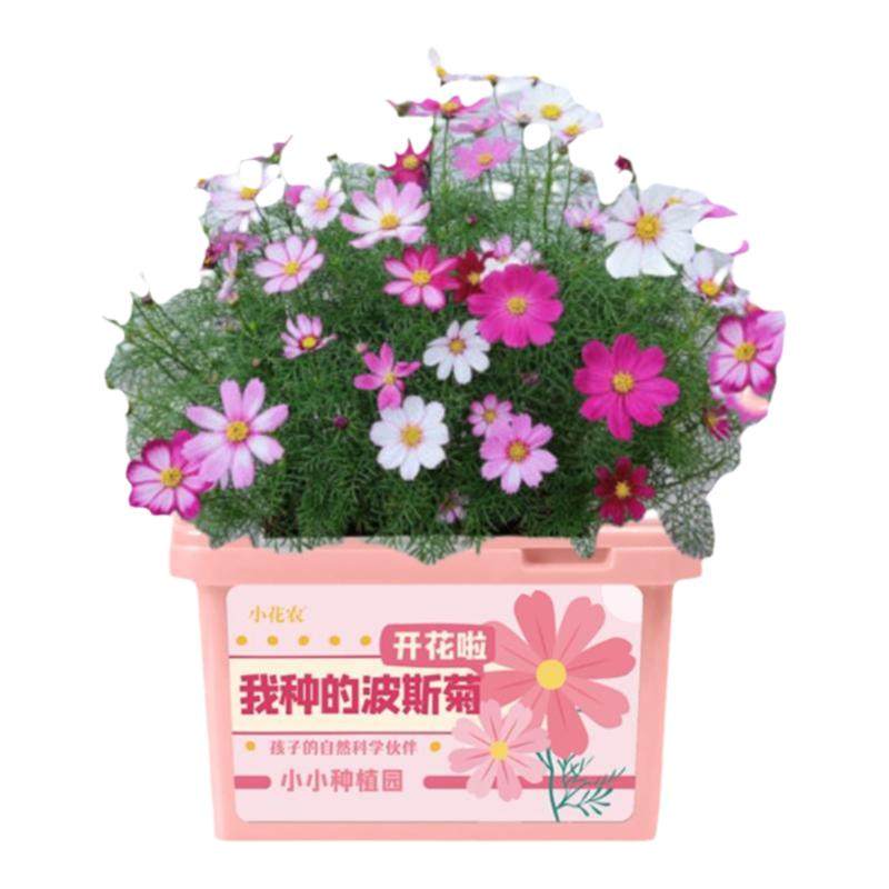 2026新种子包发芽四季种菜种花