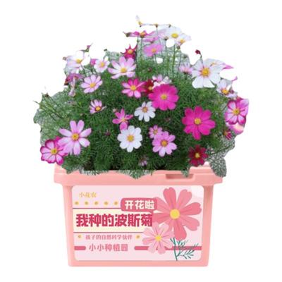 2025新种子包发芽四季种菜种花