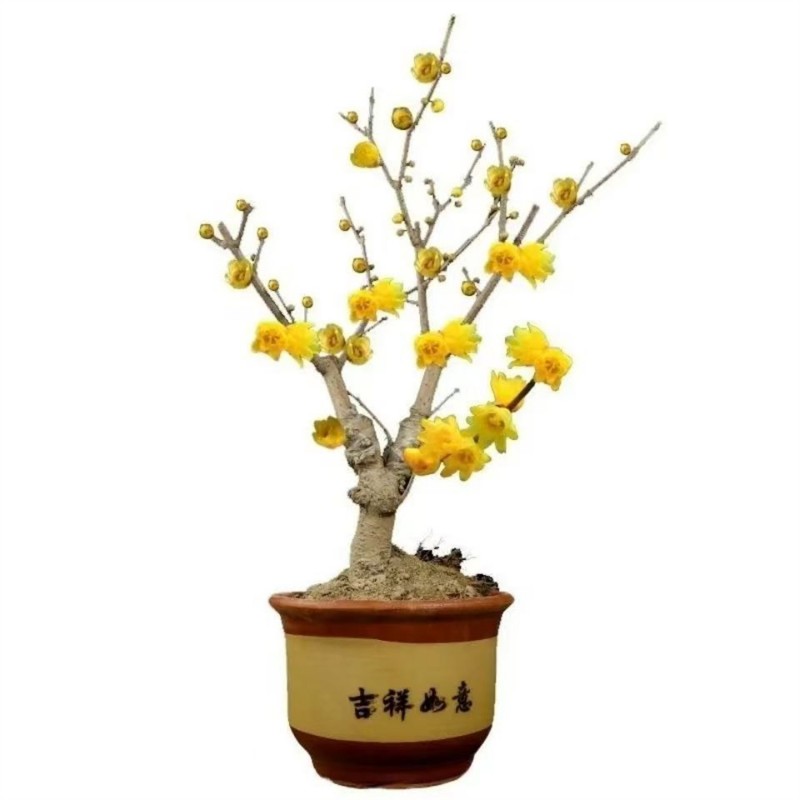 原生蜡梅花盆栽丛生树苗嫁接浓香