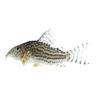 老鼠鱼清道夫金苔鼠熊猫鼠小型观赏鱼青苔底栖除藻清洁垃圾工具鱼