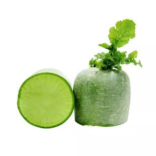 散装大青萝卜种籽秋播农田菜园种植耐储个头大绿萝卜种孓脆爽多汁