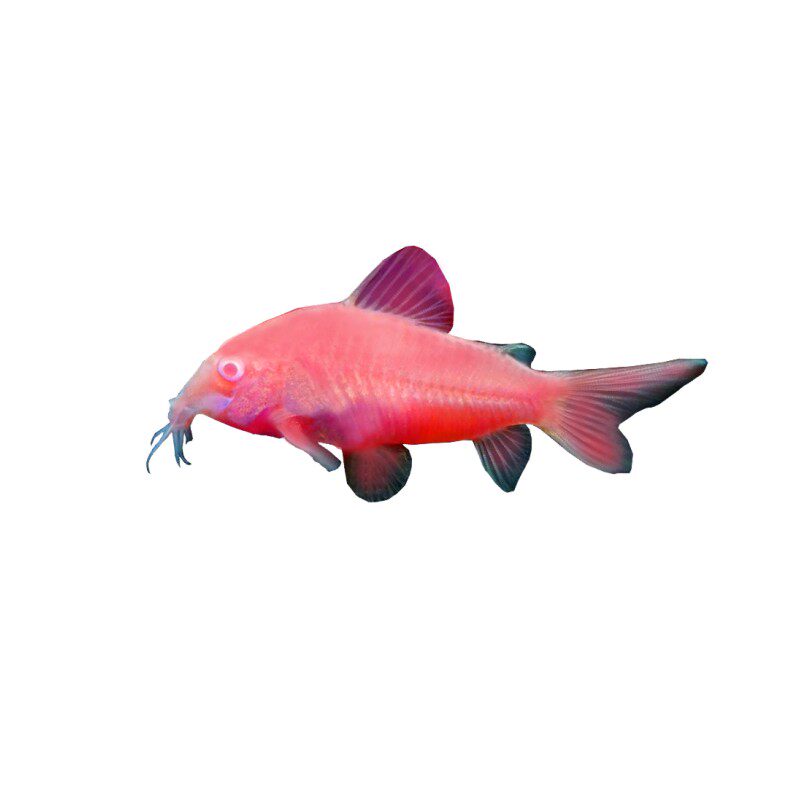 粉红鼠鱼黄金大帆胡子24k清洁除藻工具鱼清道夫水族清洁工清洁鱼
